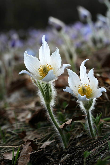 poniklec veľkokvetý Pulsatilla grandis Wender.