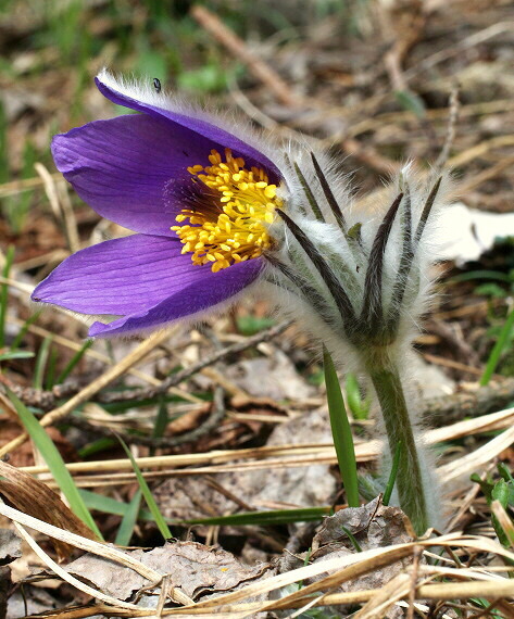 poniklec slovenský Pulsatilla slavica Reuss