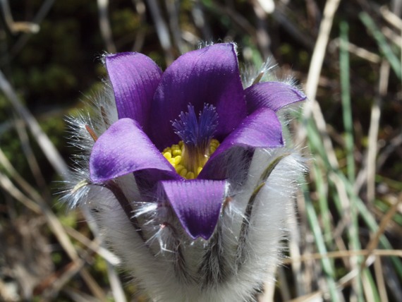 poniklec Pulsatilla sp.