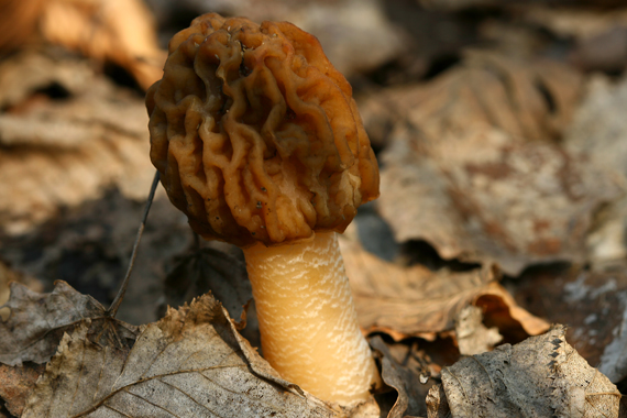 smrčkovec český Verpa bohemica (Krombh.) J. Schröt.