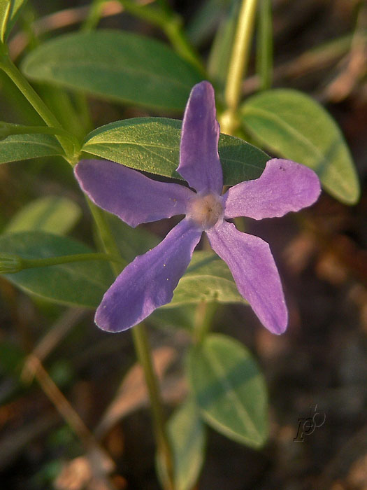 zimozeleň bylinná Vinca herbacea Waldst. et Kit.