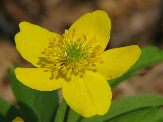 veternica iskerníkovitá Anemone ranunculoides L.