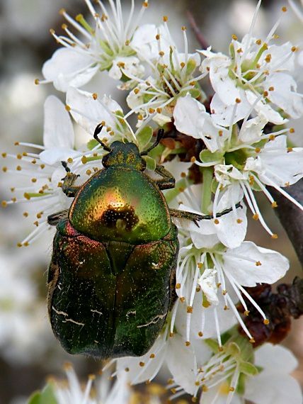 zlatoň obyčajný Cetonia aurata