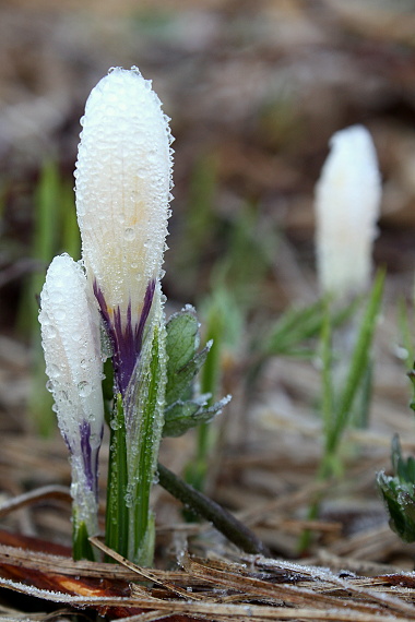 šafrán bělokvětý Crocus albiflorus Kit. ex Schult.