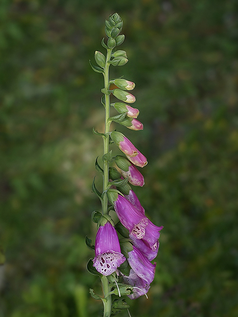 náprstník červený Digitalis purpurea L.