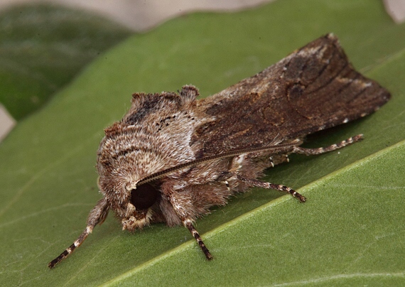 mora plamienková Egira conspicillaris