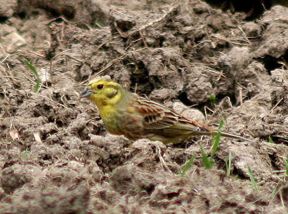 strnádka žltá  Emberiza citrinella