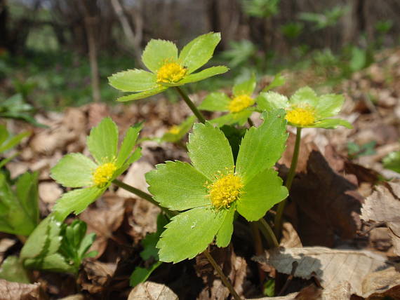 hviezdnatec čemericový Hacquetia epipactis (Scop.) DC.