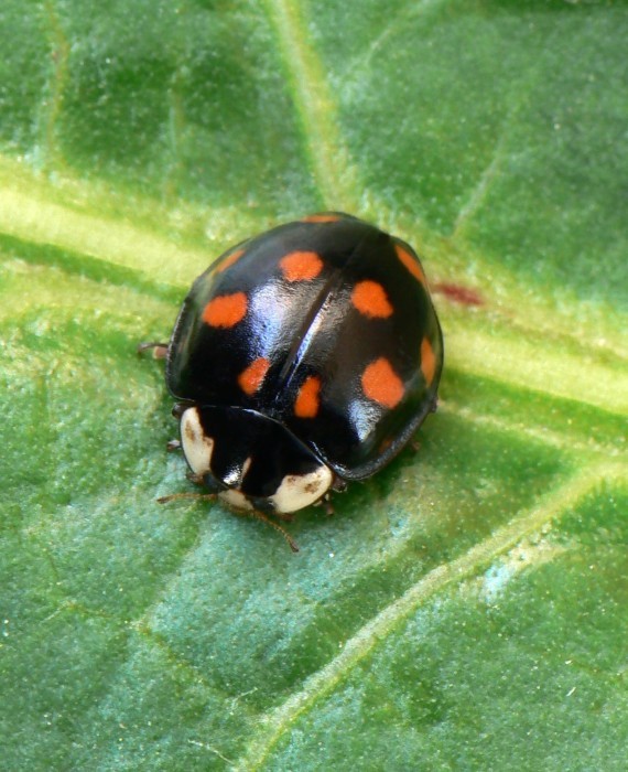 lienka  Harmonia axyridis var. axyridis