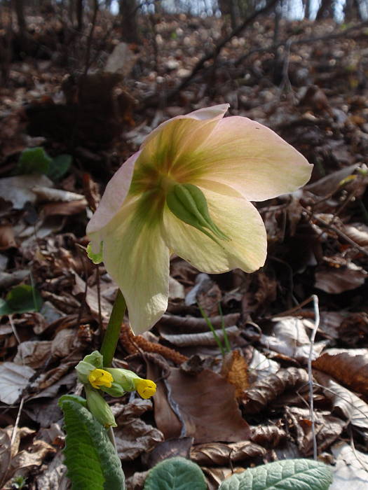 čemerica čierna Helleborus niger L.