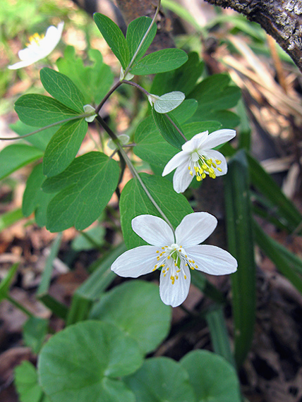 veterník žltuškovitý Isopyrum thalictroides L.