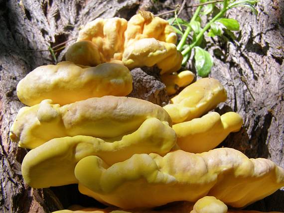 sírovec obyčajný Laetiporus sulphureus (Bull.) Murrill