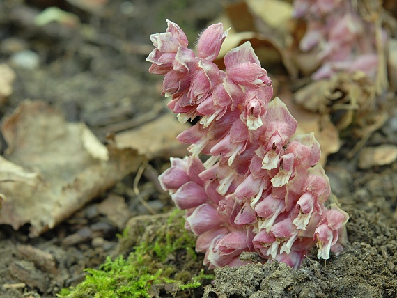 zubovník Lathraea squamaria L.