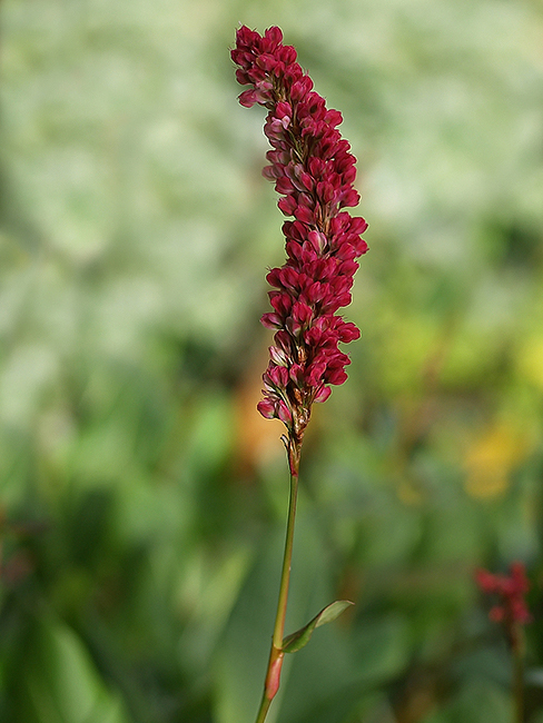 horčiak Persicaria sp.