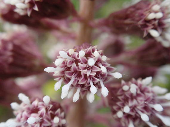 deväťsil lekársky Petasites hybridus (L.) P. Gaertn., B. Mey. et Scherb.