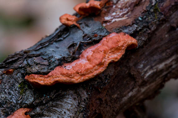 červenica rumelková Pycnoporus cinnabarinus (Jacq.) P. Karst.