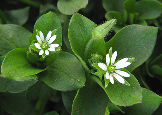 hviezdica prostredná Stellaria media (L.) Vill.