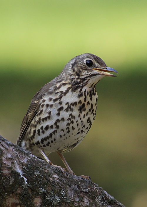 drozd plavý Turdus philomelos