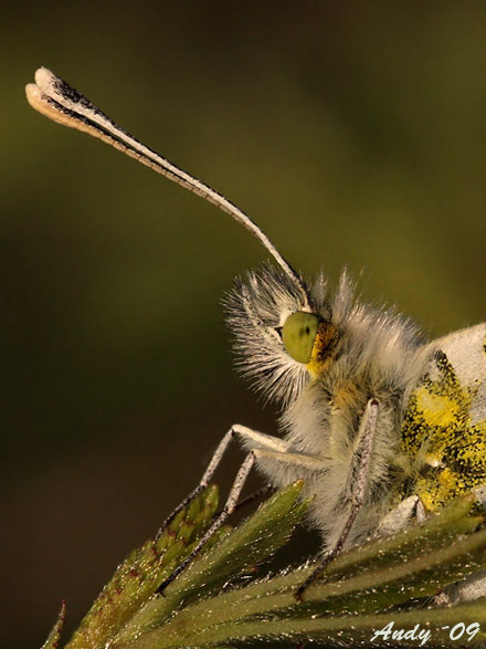 mlynárik žeruchový  Anthocharis cardamines