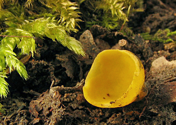 pohárovka ohnivá Caloscypha fulgens (Pers.) Boud.