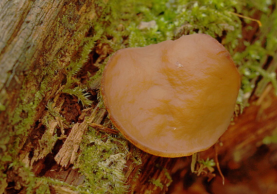 discinka hnedá Discina ancilis (Pers.) Sacc.