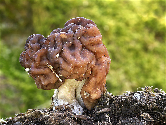 ušiak obyčajný Gyromitra esculenta (Pers.) Fr.