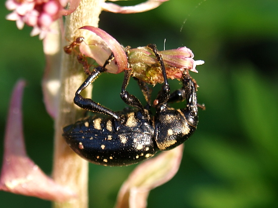 tvrdoň deväťsilový  Liparus glabrirostris