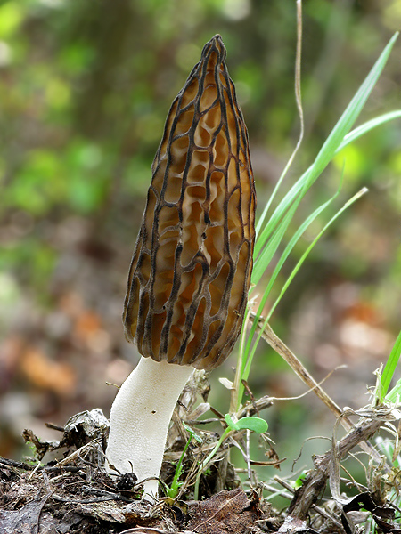 smrčok kužeľovitý Morchella conica Pers.