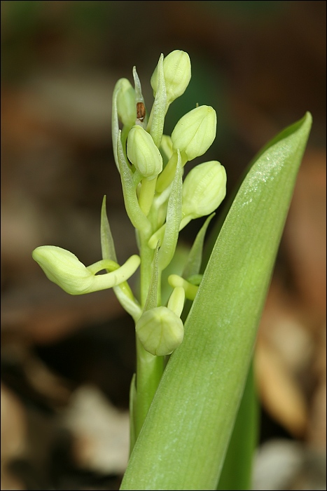 vstavač bledý Orchis pallens L.