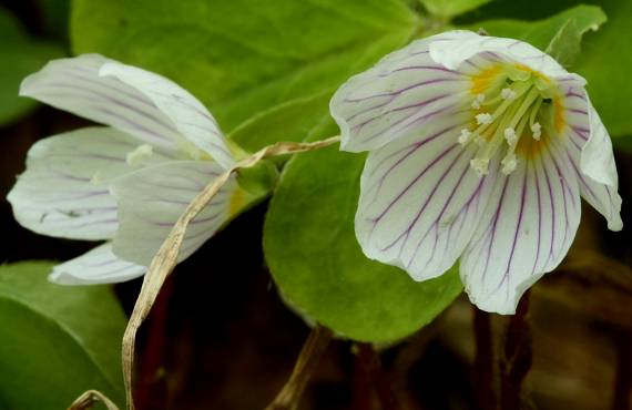 kyslička obyčajná Oxalis acetosella L.