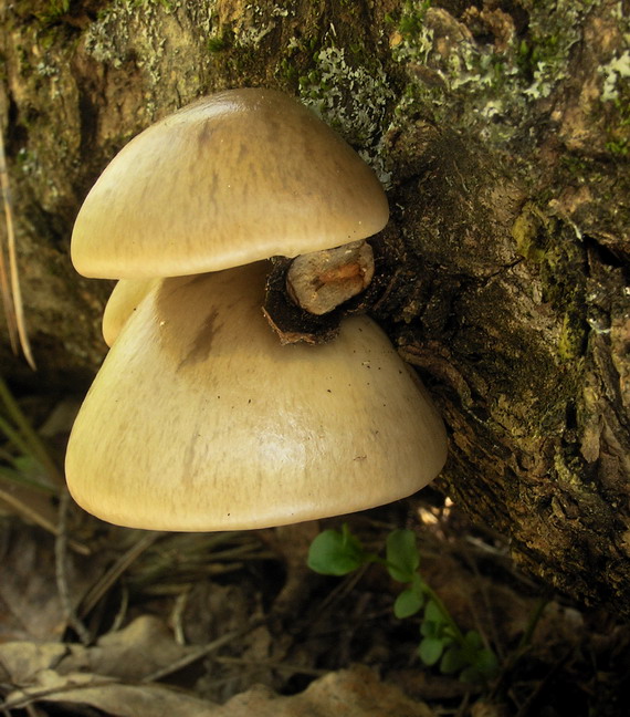 hliva závojová Pleurotus calyptratus (Lindblad ex Fr.) Sacc.