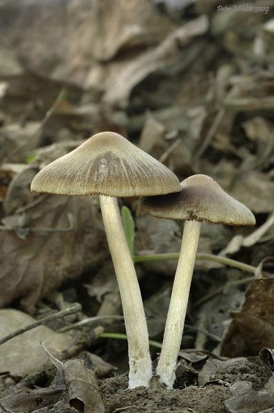 drobuľka Psathyrella sp.