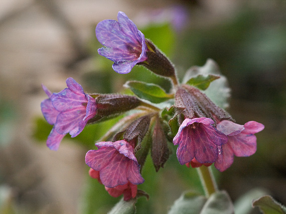 pľúcnik lekársky Pulmonaria officinalis L.