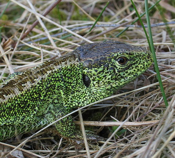 jašterica obyčajná Lacerta agilis