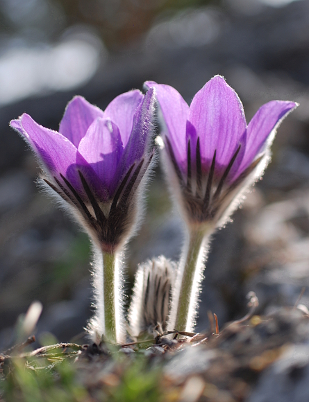 poniklec Pulsatilla sp.