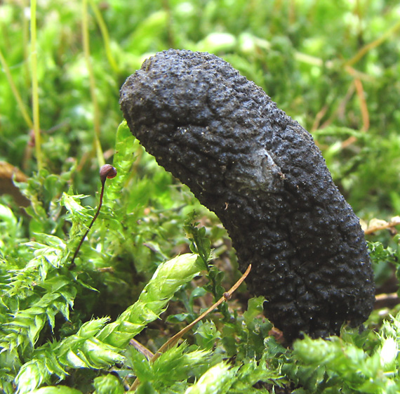 drevnatec kyjakovitý Xylaria polymorpha (Pers.) Grev.