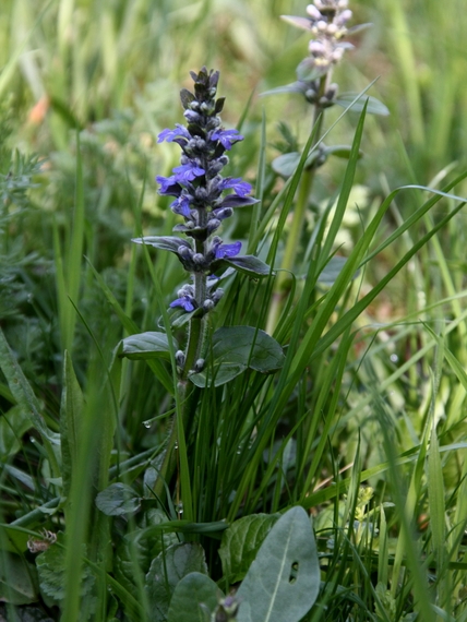 zbehovec plazivý Ajuga reptans L.