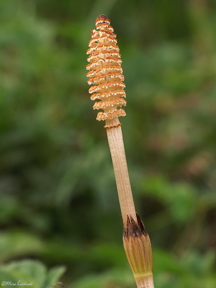 praslička roľná Equisetum arvense L.