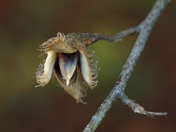 buk lesný Fagus sylvatica L.