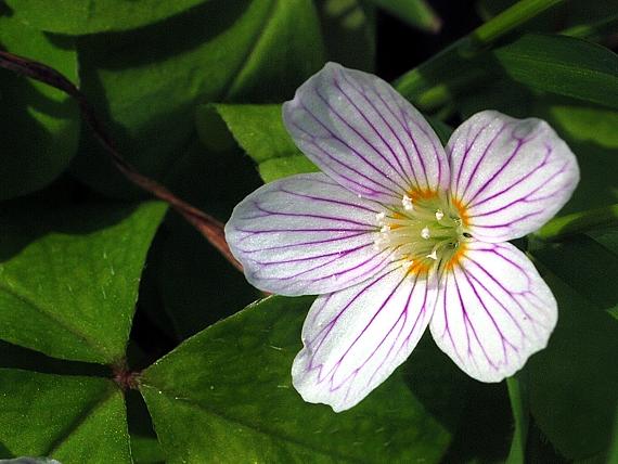 kyslička obyčajná Oxalis acetosella L.