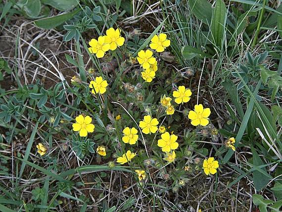 nátržník piesočný Potentilla arenaria Borkh.