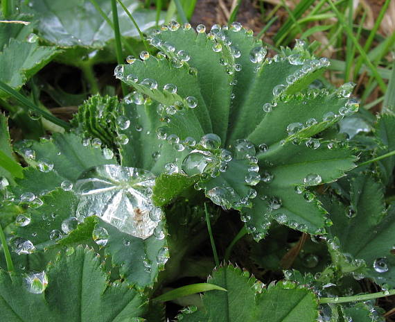 alchemilka zavčas ráno Alchemilla xanthochlora Rothm.