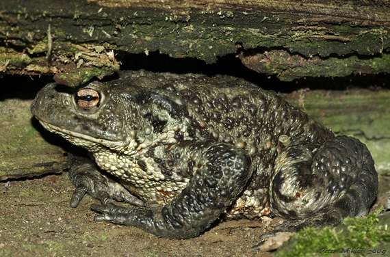 ropucha bradavičnatá Bufo bufo