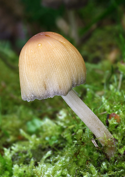 hnojník ligotavý Coprinellus micaceus (Bull.) Vilgalys, Hopple & Jacq. Johnson