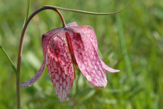 korunkovka  Fritillaria meleagris L.