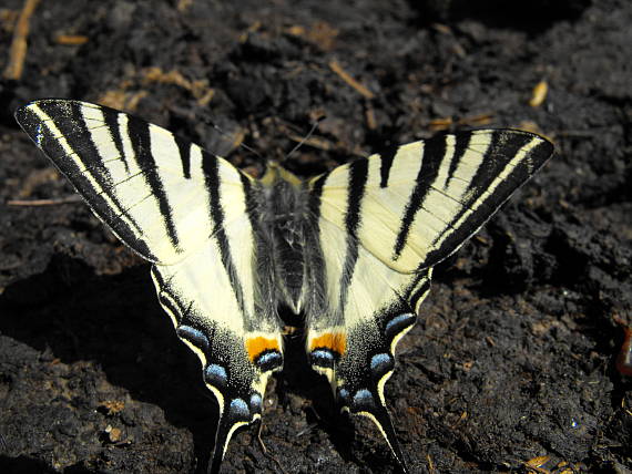 vidlochvost ovocný Iphiclides podalirius