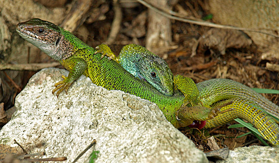 jašterica zelená Lacerta viridis