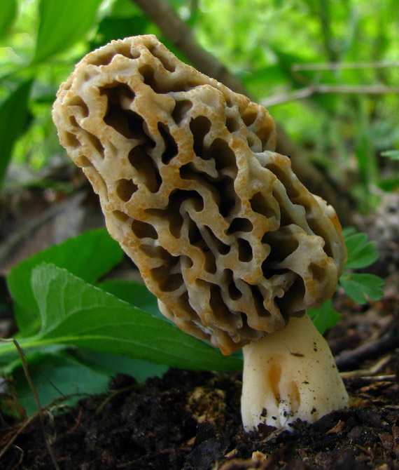 smrčok jedlý Morchella esculenta (L.) Pers.