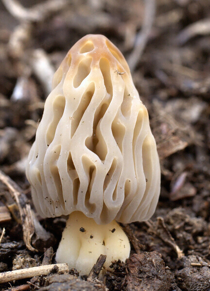 smrčok hybridný Morchella semilibera DC.