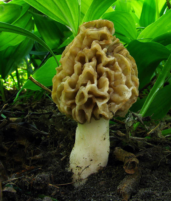 smrčok  Morchella sp.